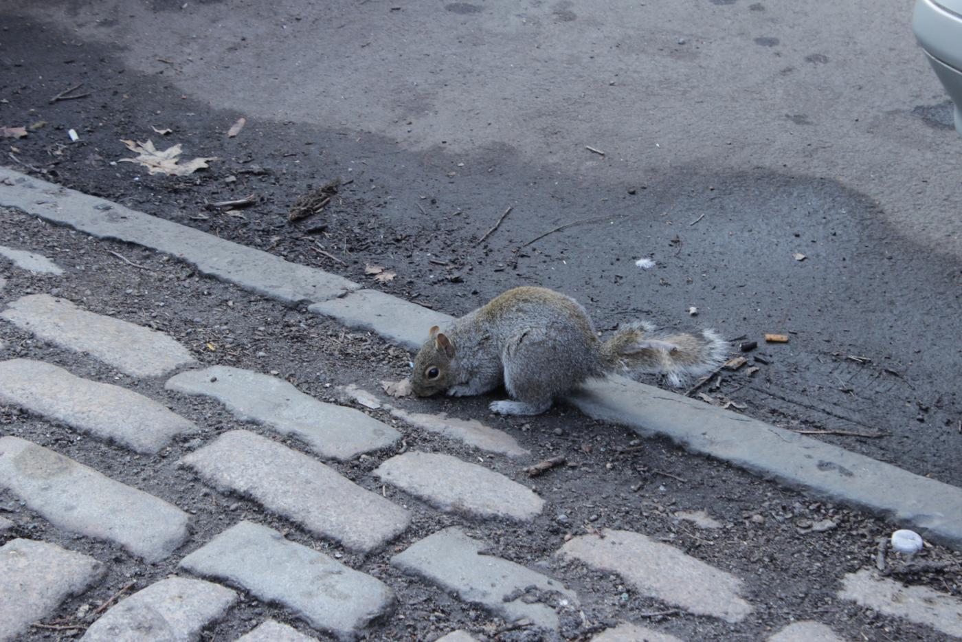 Central Park: oravakollaasi