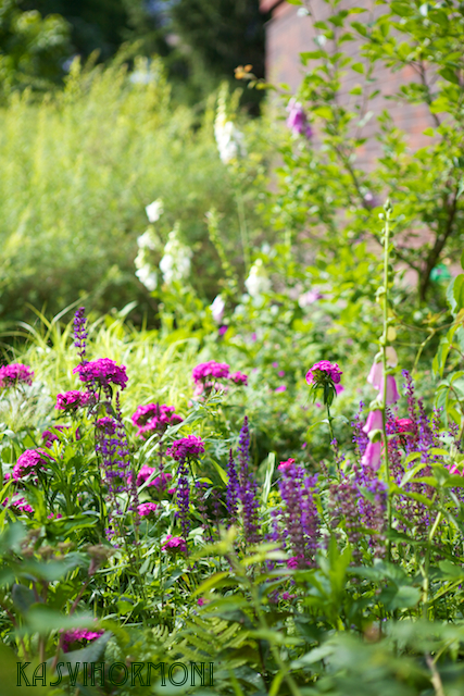 blogi_harjaneilikka_ja_salvia_349.jpg