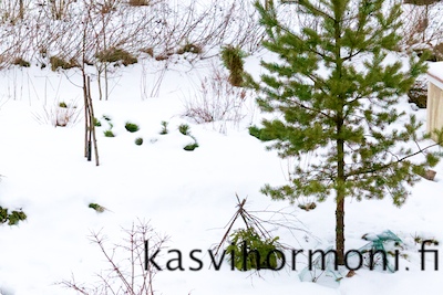 10_kuvaa_helmikuu_Kasvihormoni 1.jpg