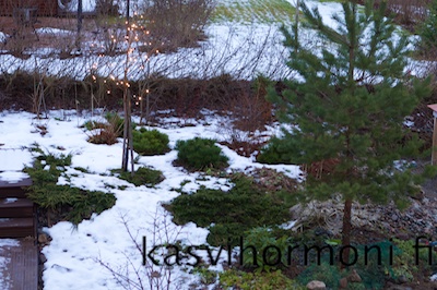 10_kuvaa_joulukuu_Kasvihormoni.fi 1.jpg