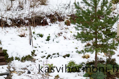10_kuvaa_lokakuu_Kasvihormoni.fi 3.jpg