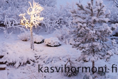 10_kuvaa_tammikuu_Kasvihormoni.fi 3.jpg