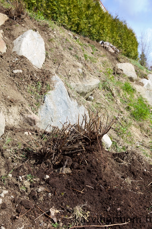Rinteen_pensaat_Kasvihormoni.fi 4.jpg
