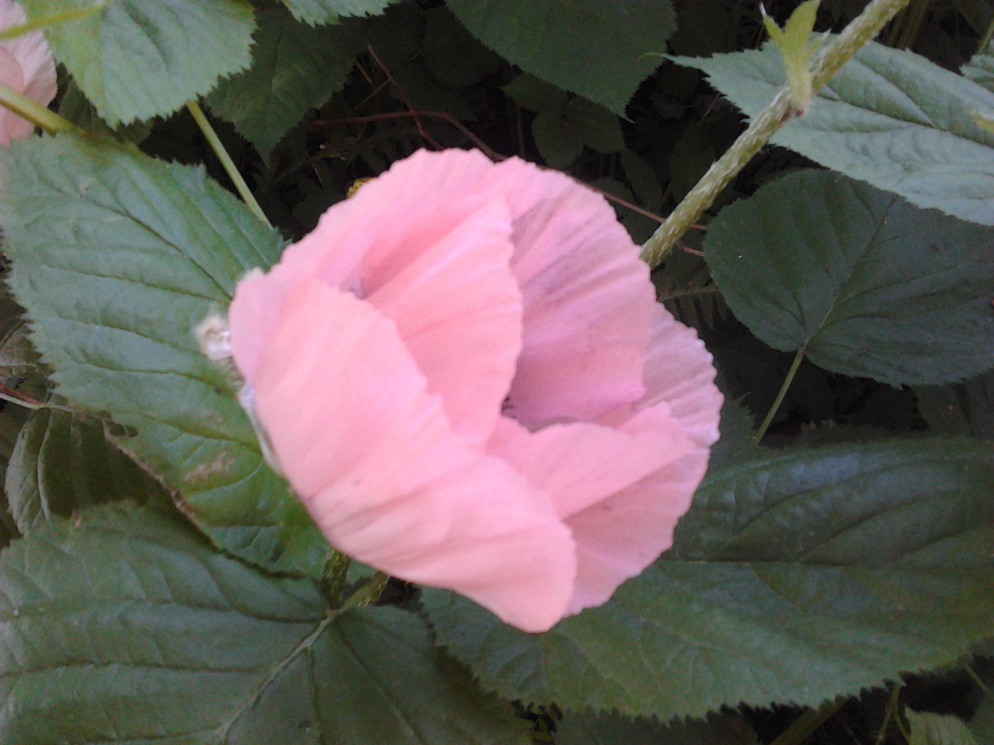 2013-06-21_15.34.05.jpg