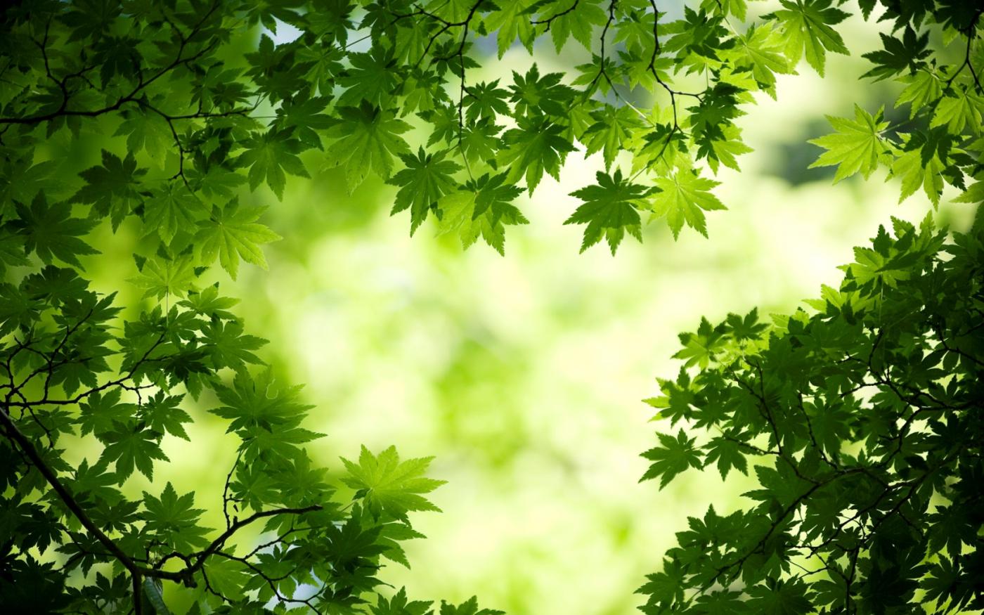 green_maple_leaves-wide.jpg