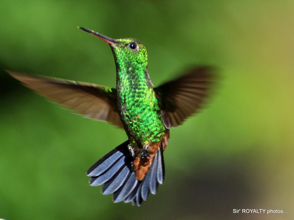 hummingbirds_129.jpg