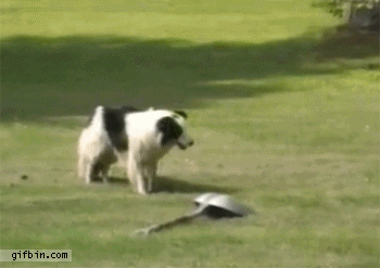 dogshovel.gif