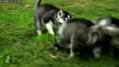 huskykenka.gif