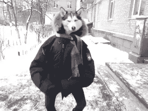husky_2.gif