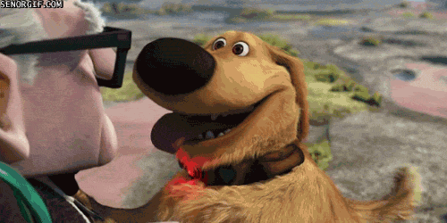 dogsquirrel.gif