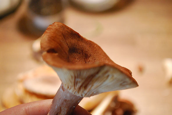 DSC_0035.JPG