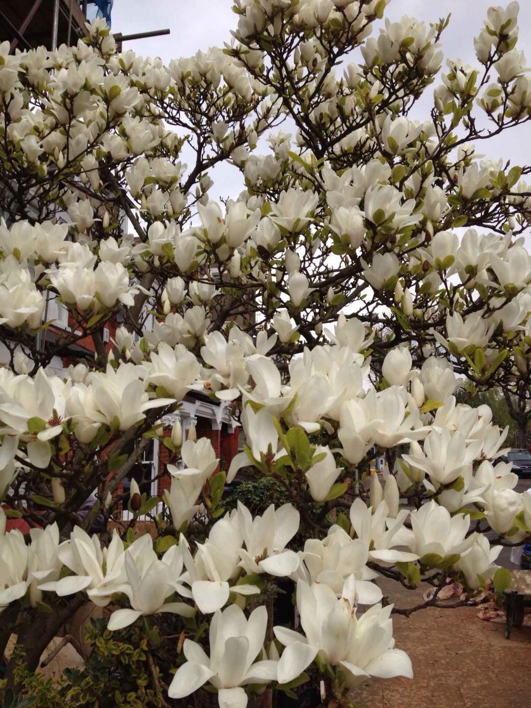 260413_ridge_road_magnolia.jpg