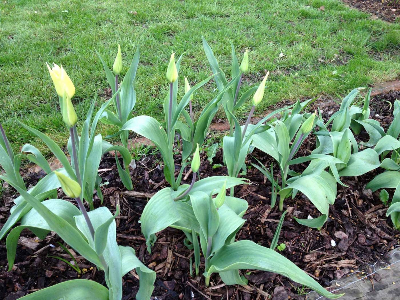 260413_valkoiset_tulppaanit.jpg