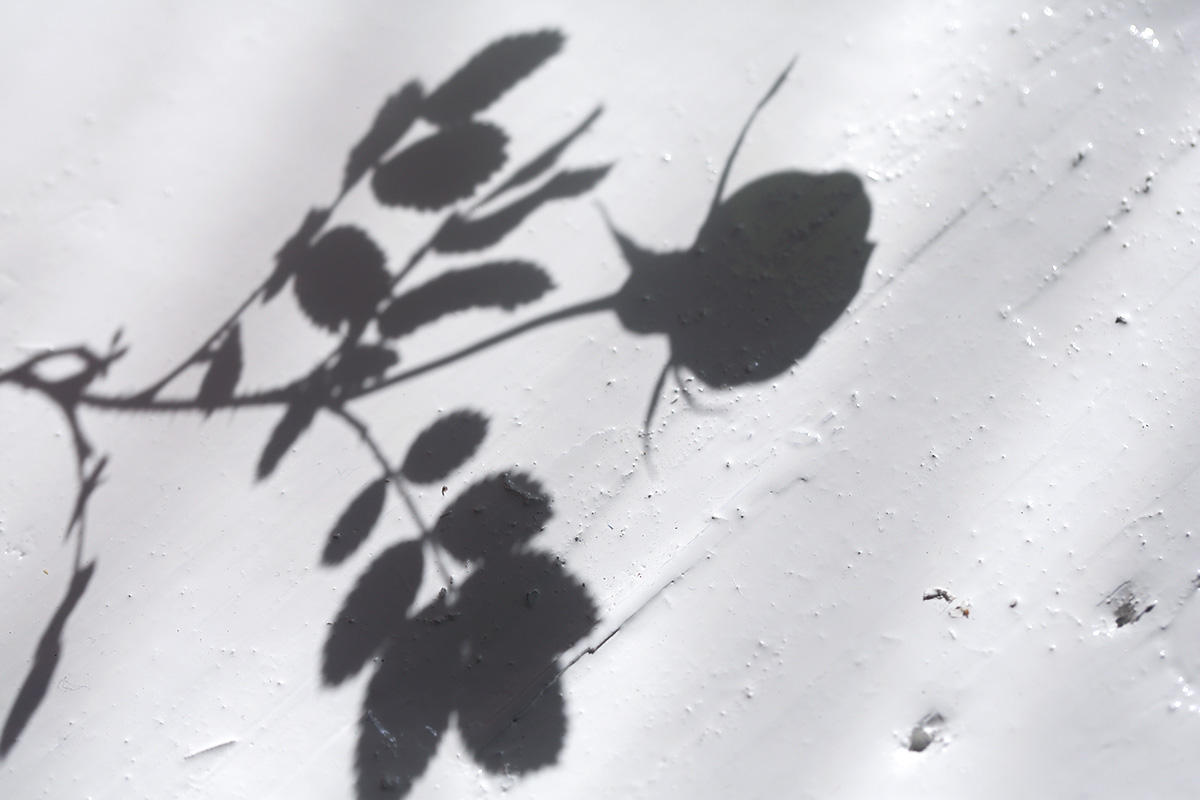 rose-shadow.jpg