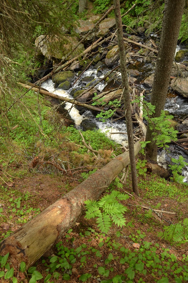 DSC_3471.jpg