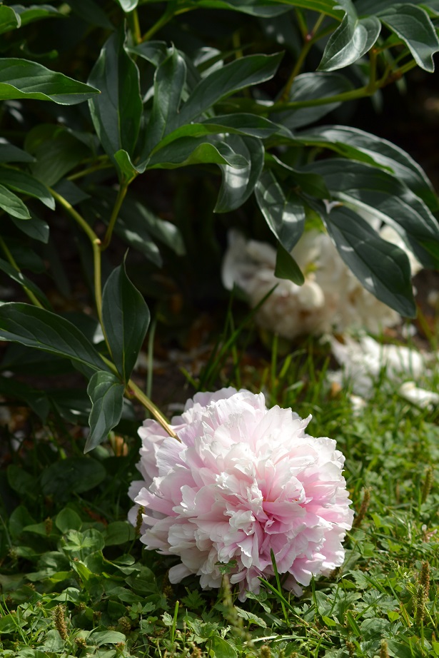 DSC_3659.jpg