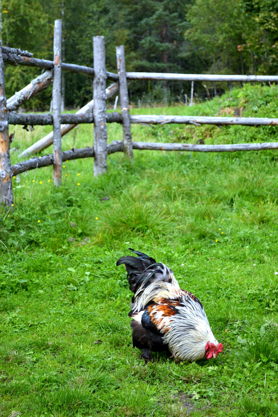 DSC_7075.jpg