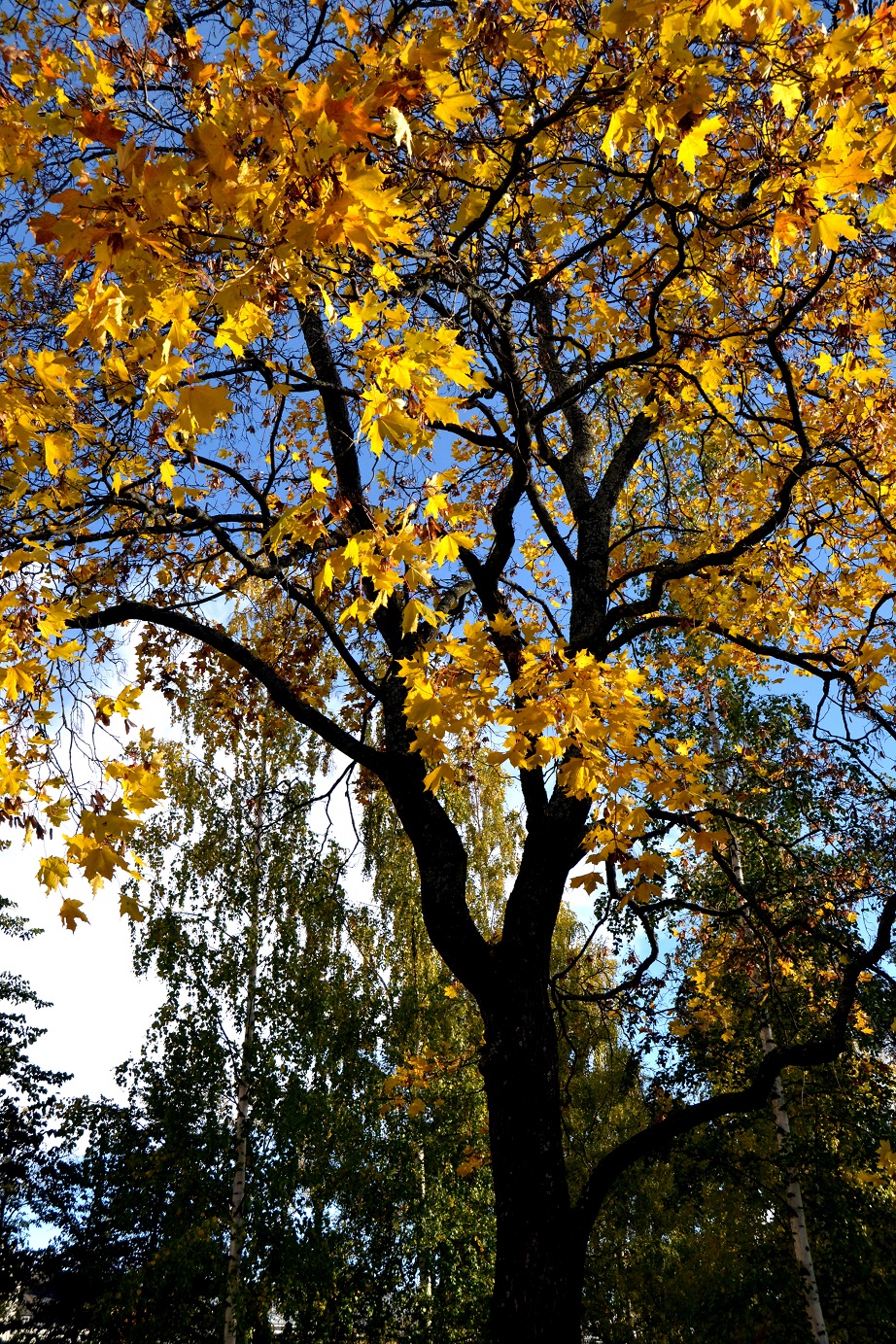 DSC_8333.JPG