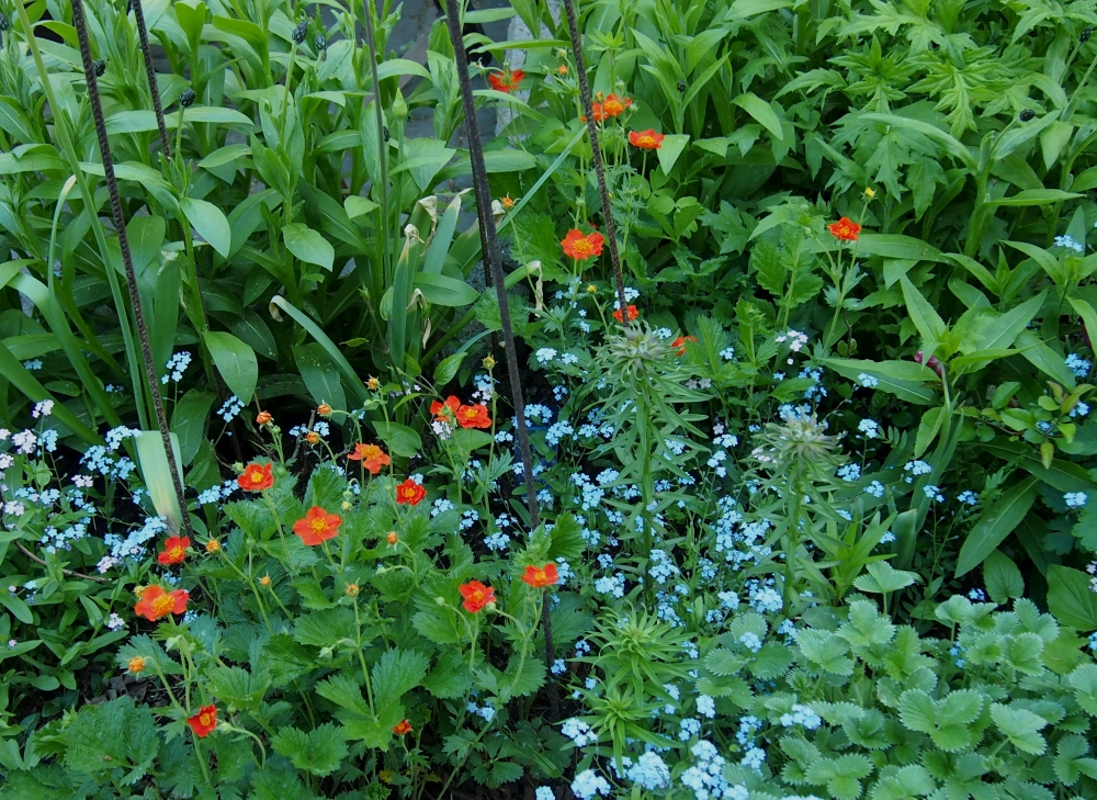 tulikellukka1.jpg