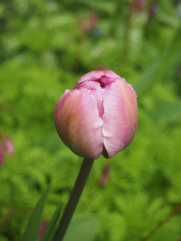 2605_tulppaani.jpg