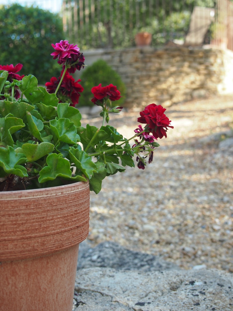 provence_viens_pelargoni.jpg