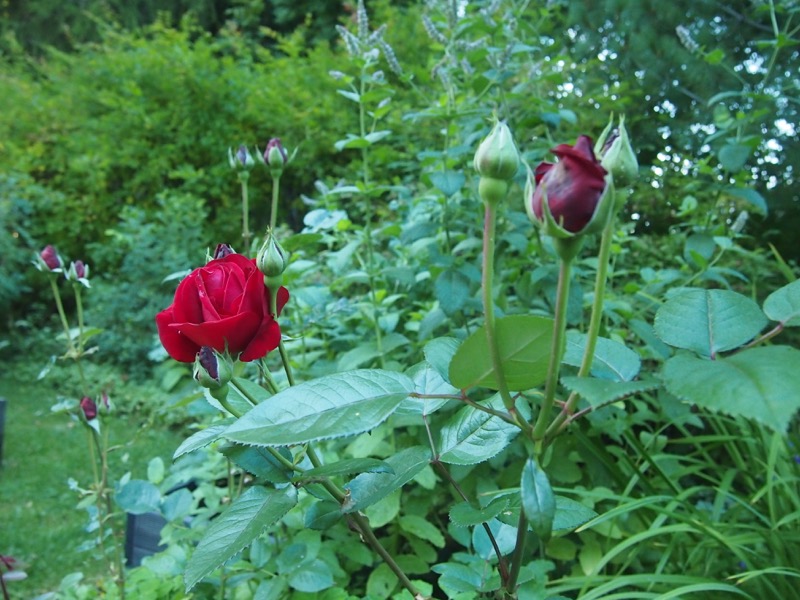 Ruusun, basilikan ja mintun tuoksua