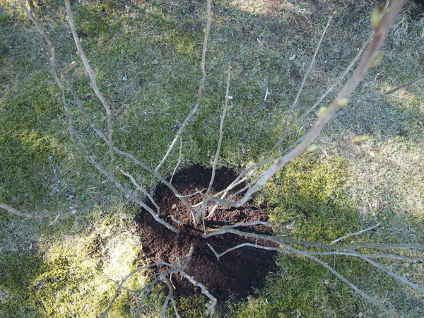 20160424_marjapensaiden_kanttaus - 10.jpg