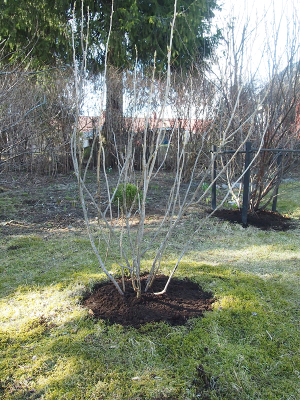 20160424_marjapensaiden_kanttaus - 7.jpg