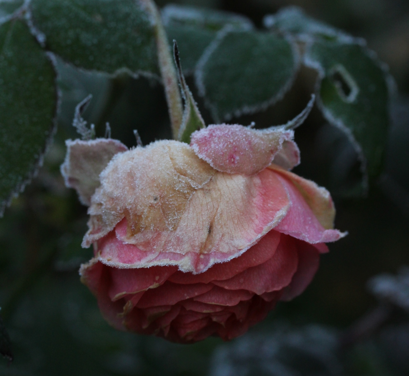 IMG_4436.JPG