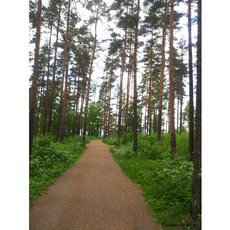 radiomäki.jpg