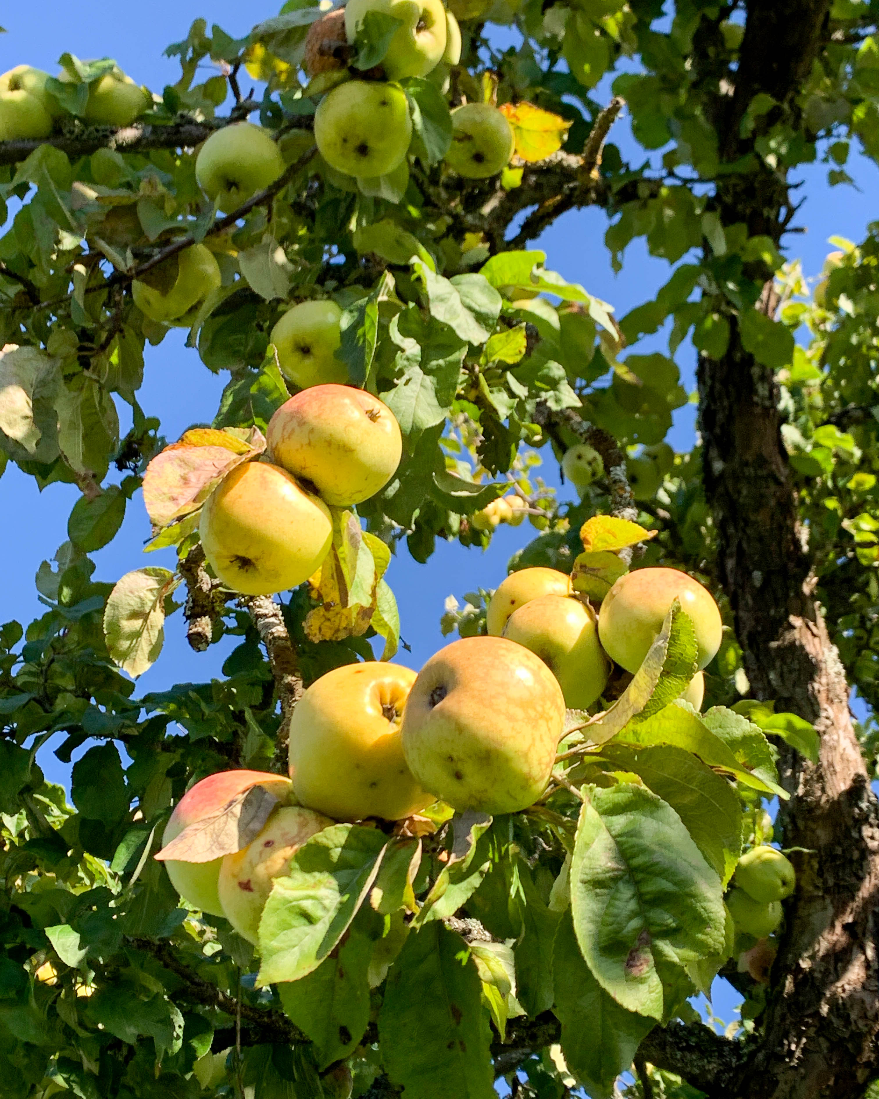 Omenamehun puristaminen on satokauden loppuhuipennus