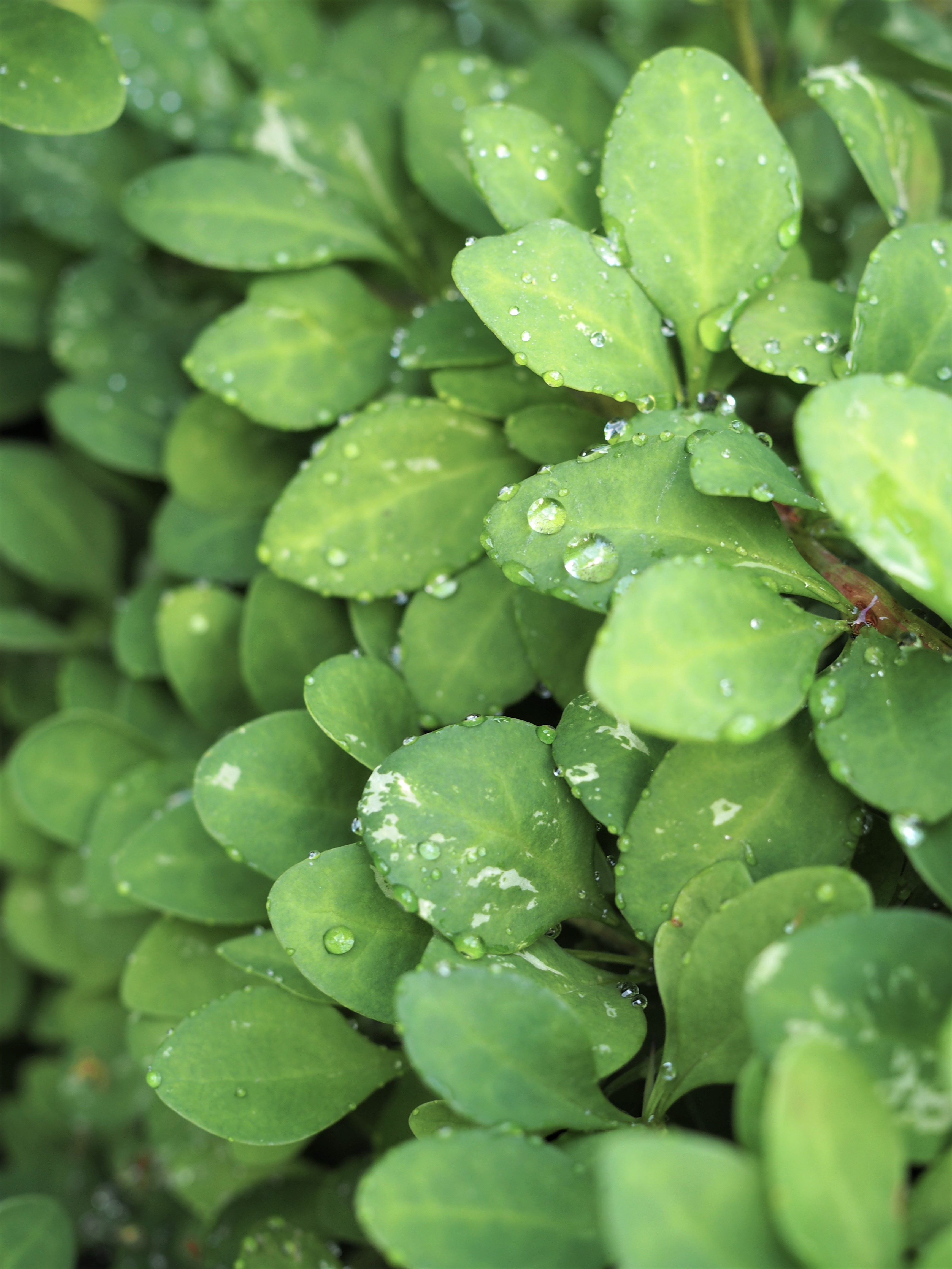 Testissä Garnier Green tea purifying cleansing jelly Minnean muruja