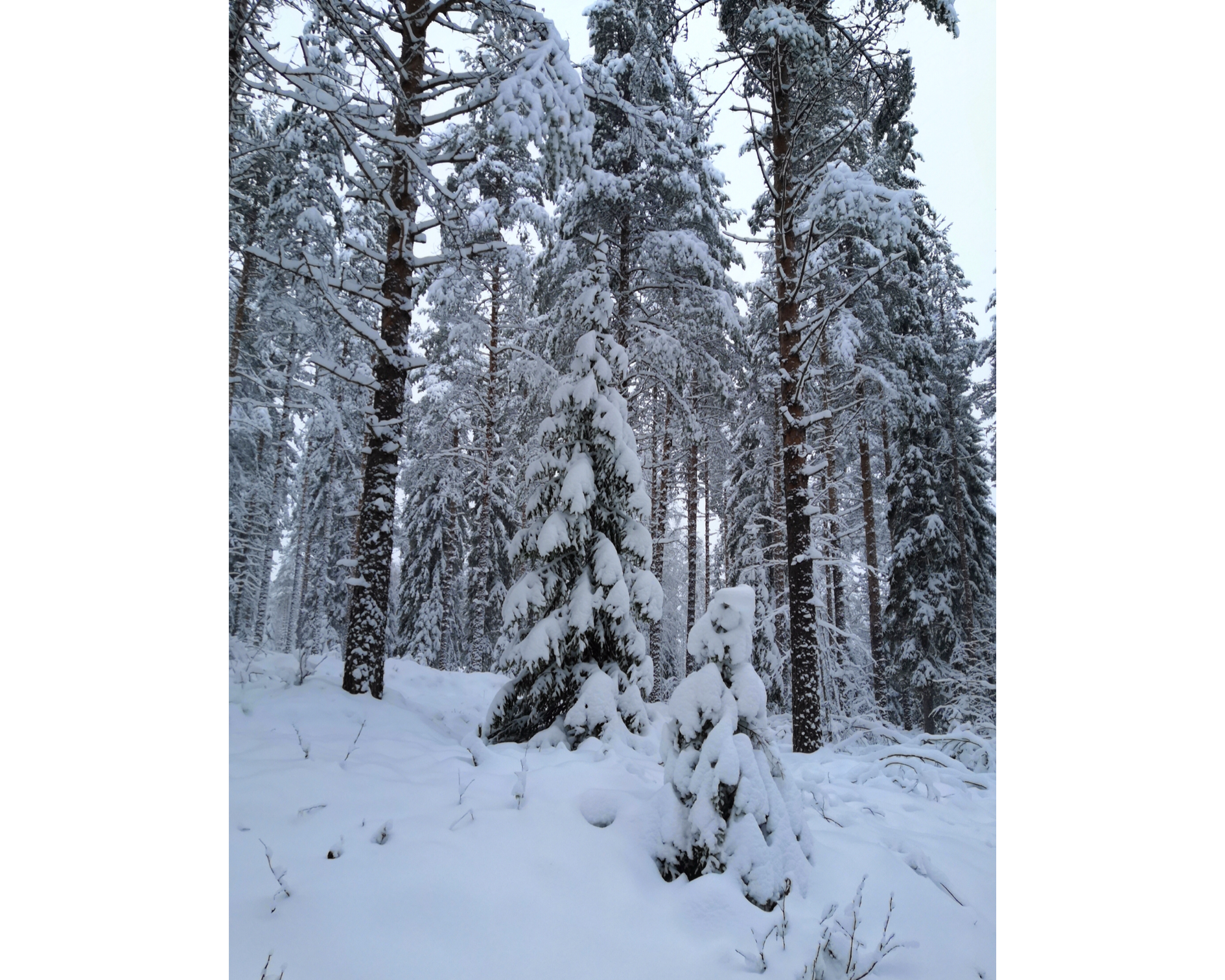 Talvista tarpomista viikolla 45