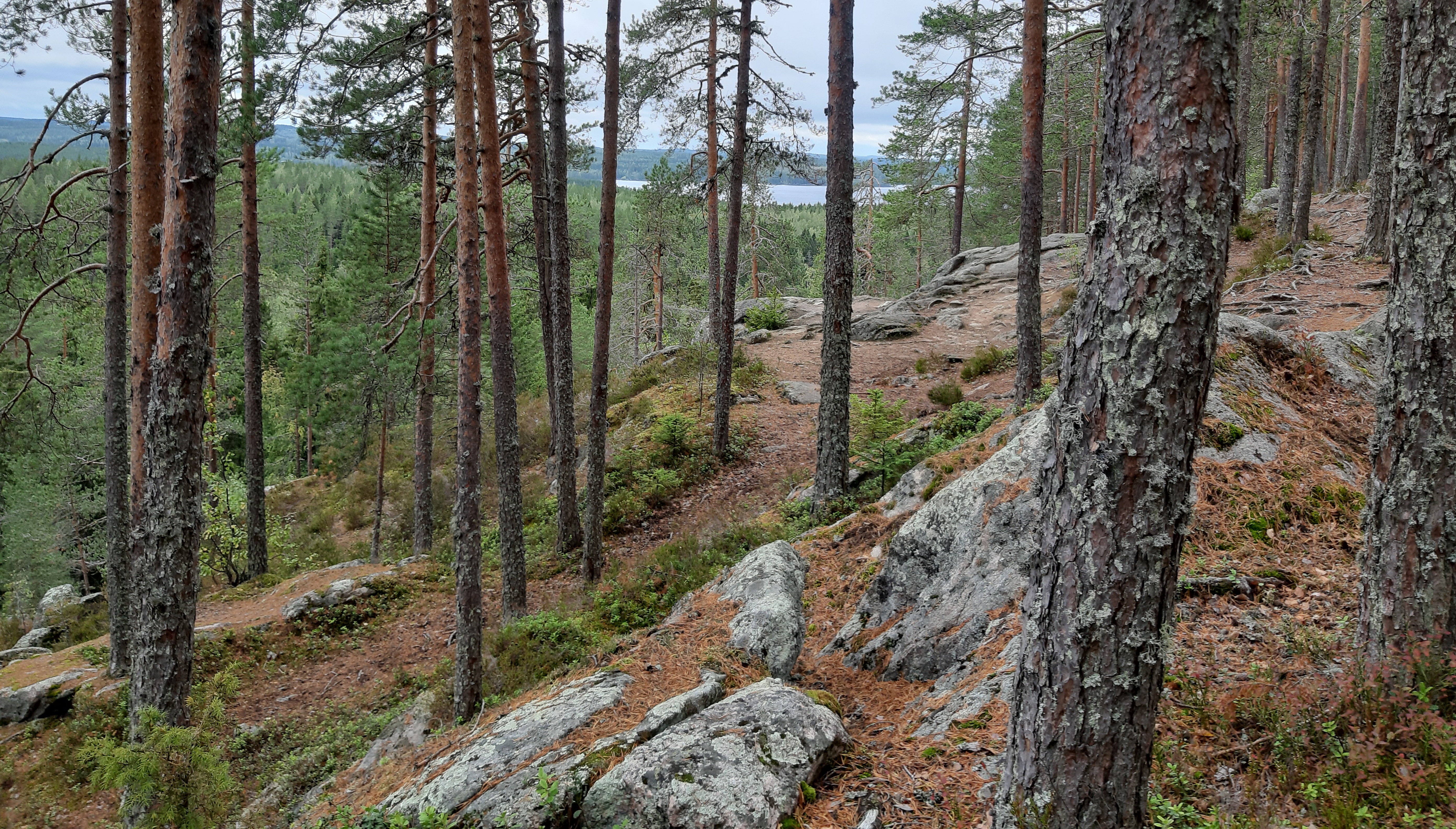 Kuopion luontohelmi, Neulamäki-Vuorilammen alue – Valkea unelma | Lily