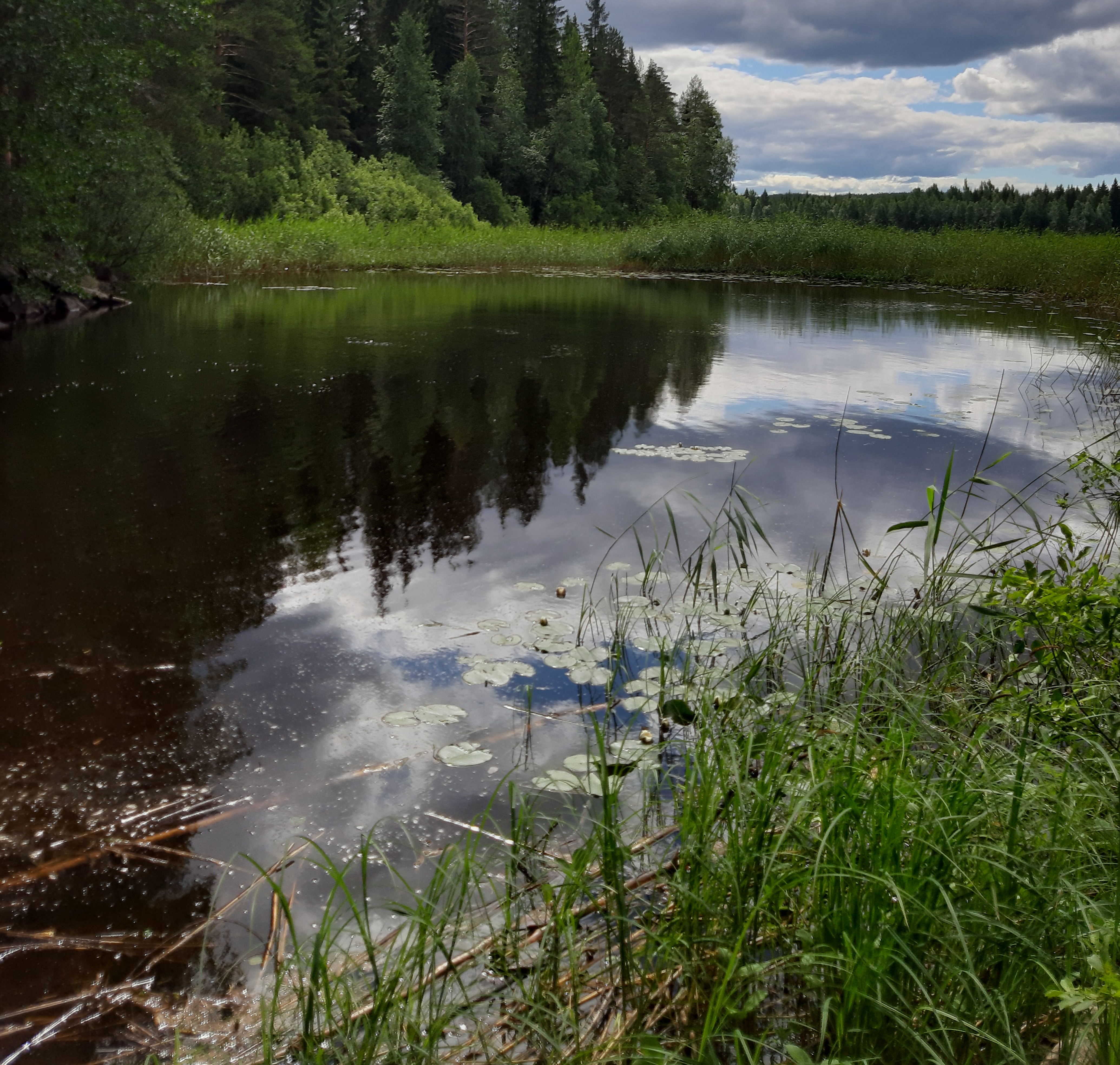 Suovu-Palosen ulkoilureitti Kuopiossa – Valkea unelma | Lily