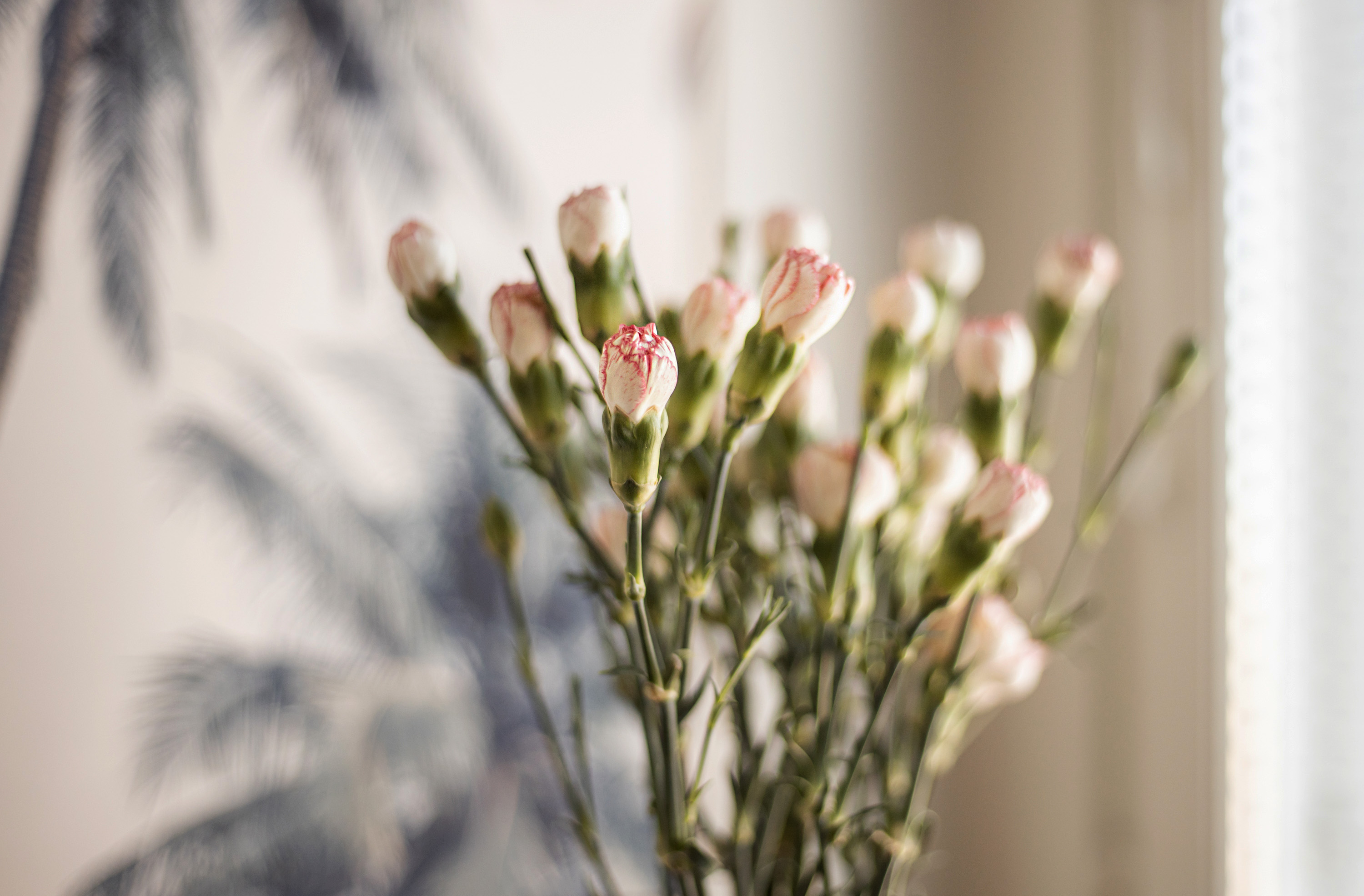 lilies blogi