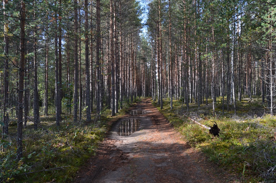 Huikean kaunis Iso-Melkutin – Sadonkorjuu | Lily