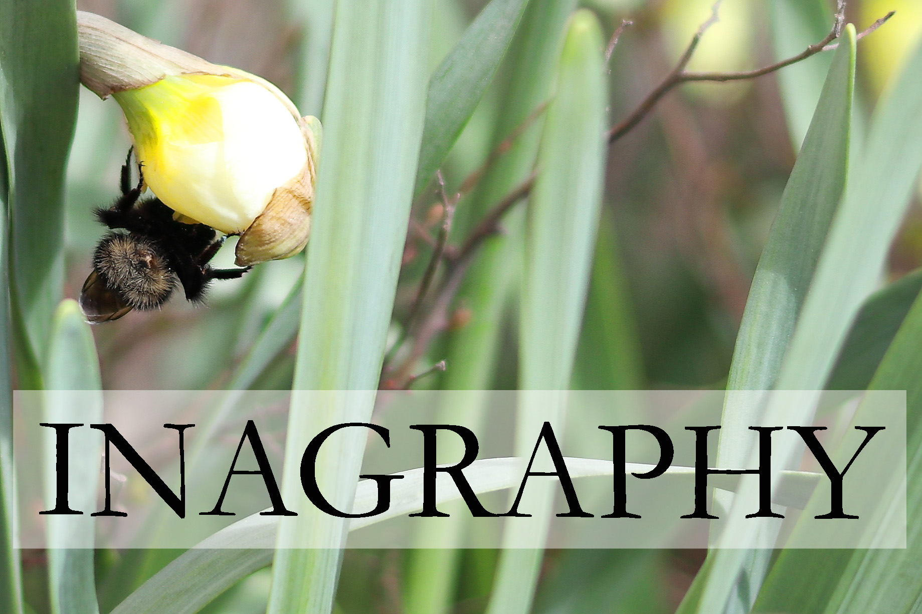 Inagraphy