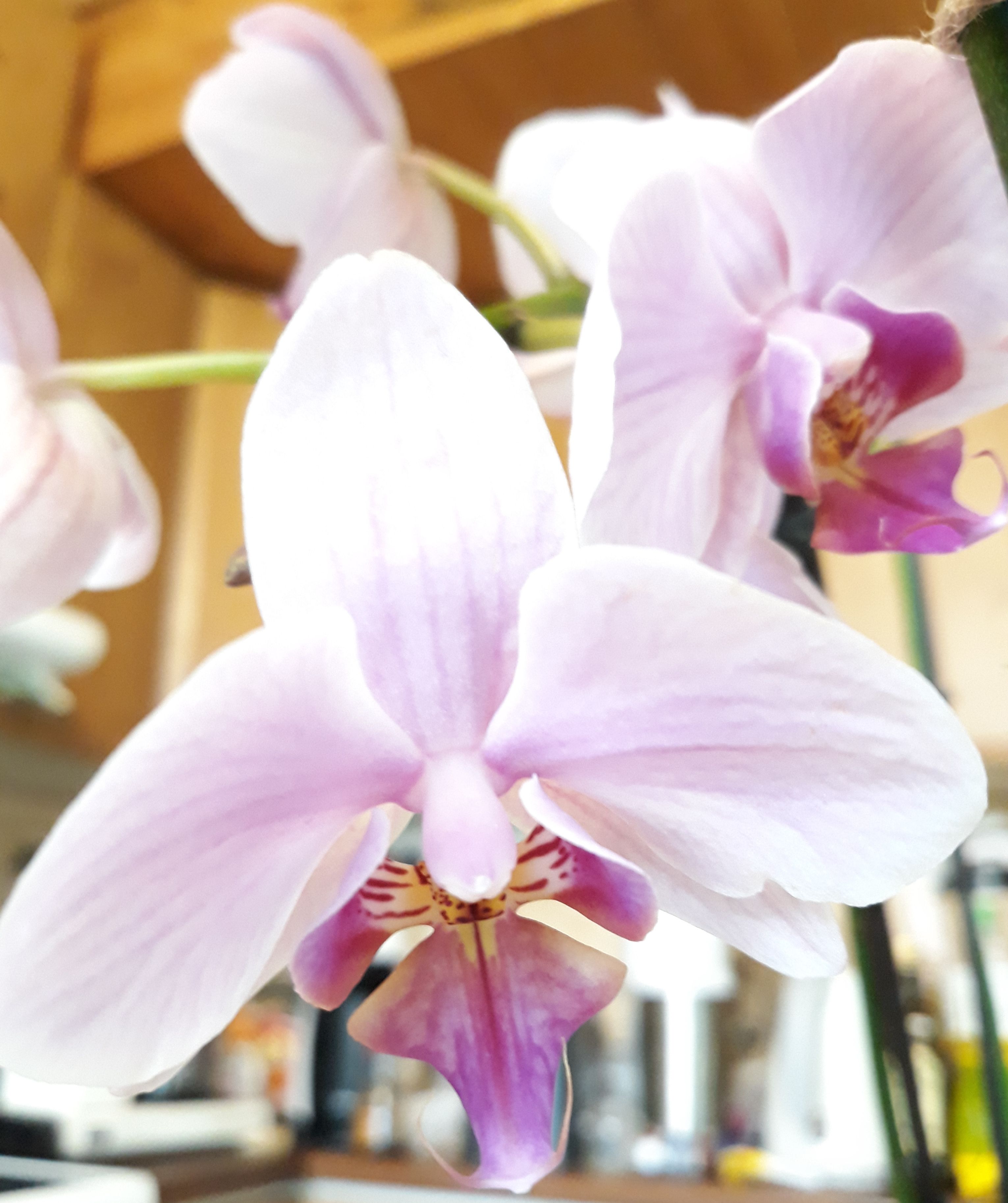 Orkidea innostus muuttui harrastukseksi