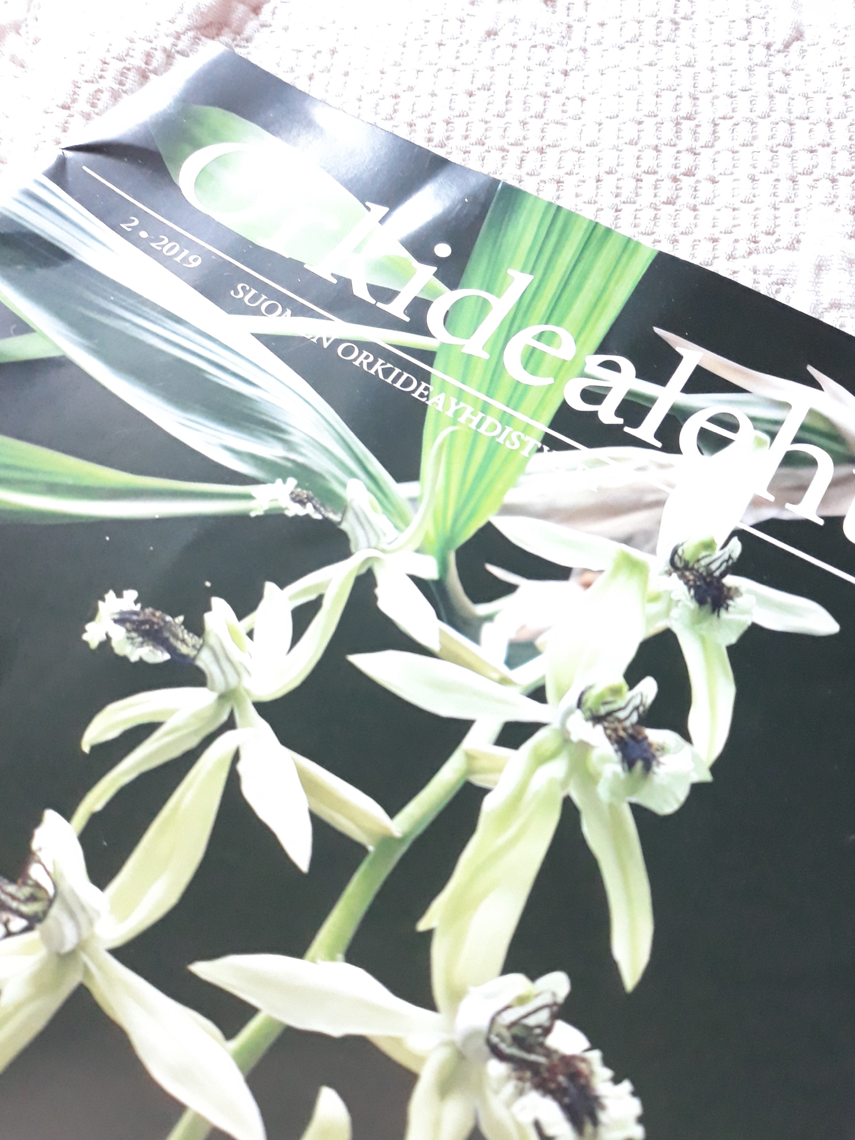 Orkidea innostus muuttui harrastukseksi – Mun keidas | Lily