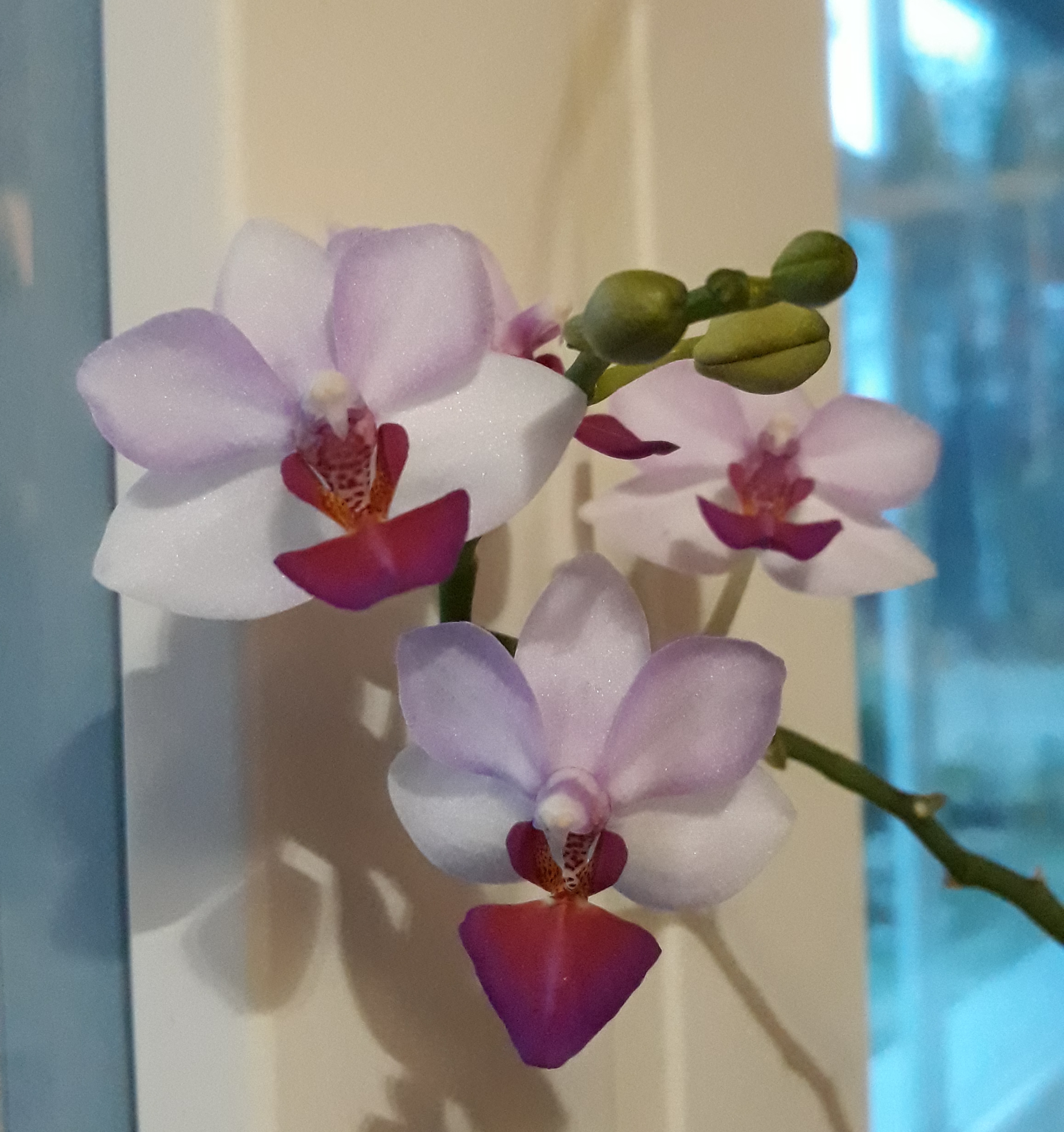 Upeat ja lehtimuodoltaan vaihtelevat orkideat