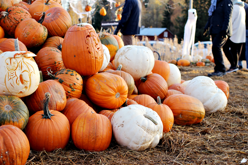 Halikon kurpitsaviikot 🎃🥧