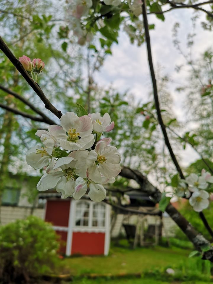 Punaisen talon elämää