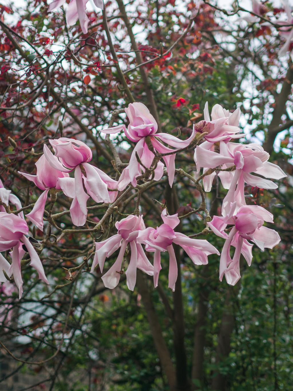 magnoliat