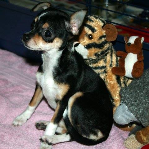 Chihuahuat