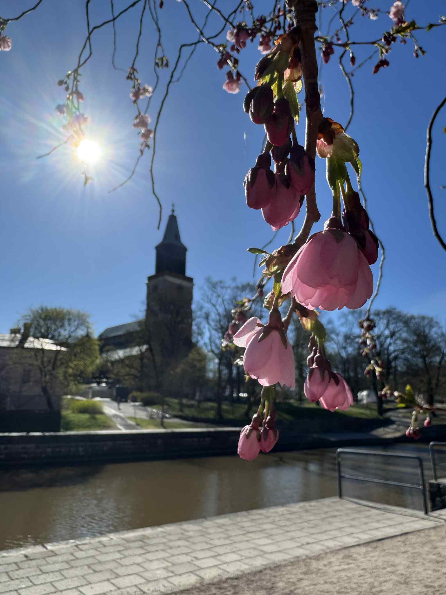 Kirsikkapuu kukassa