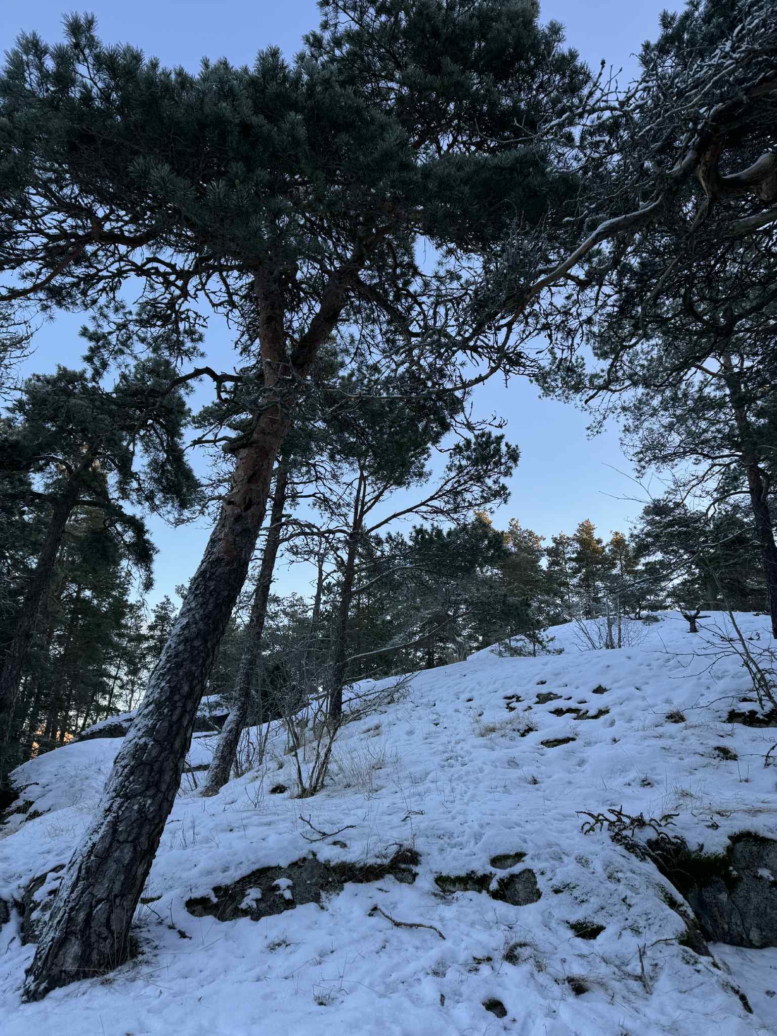 Luminen metsä