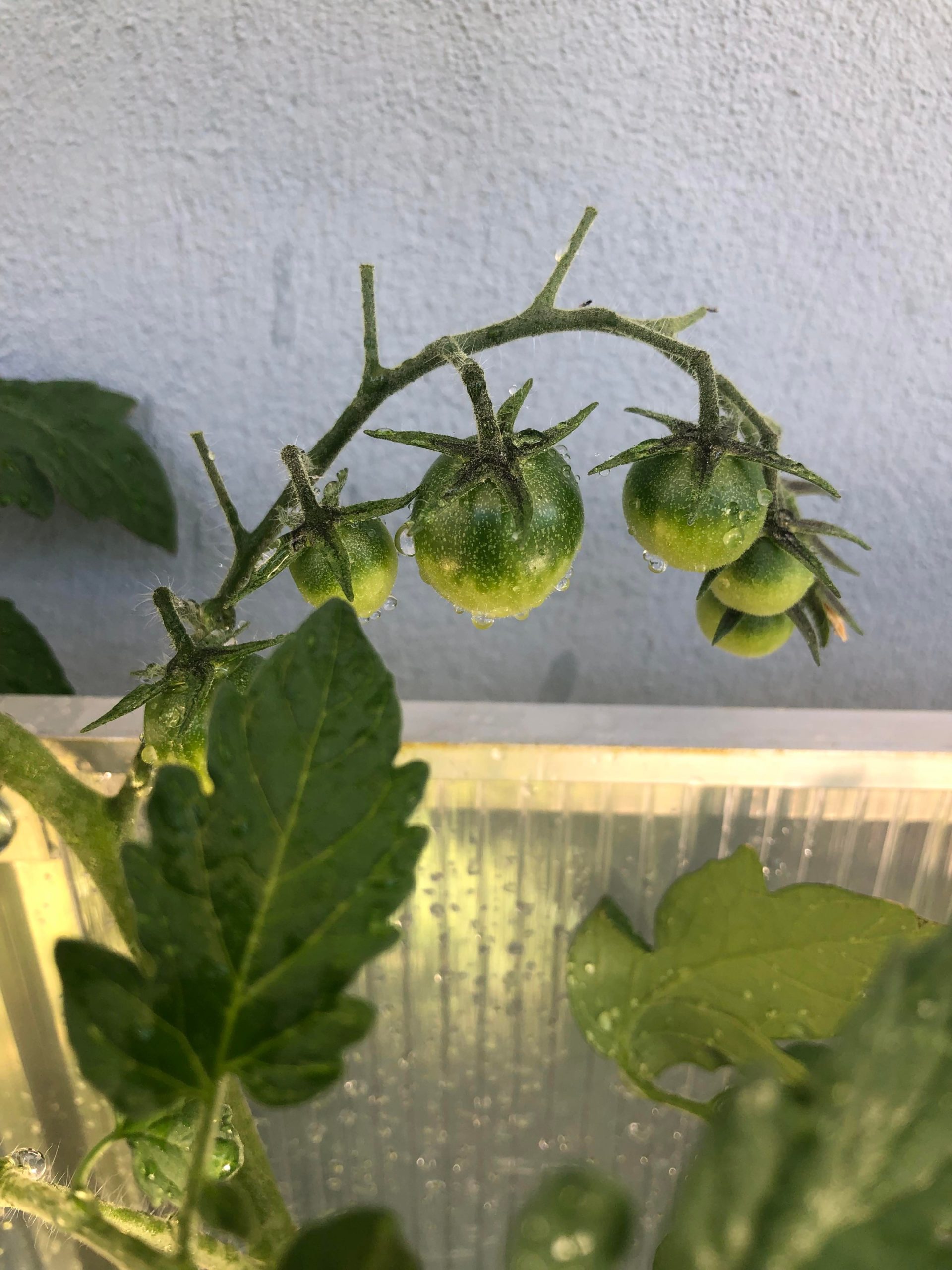 Kasvihuoneen tomaatit