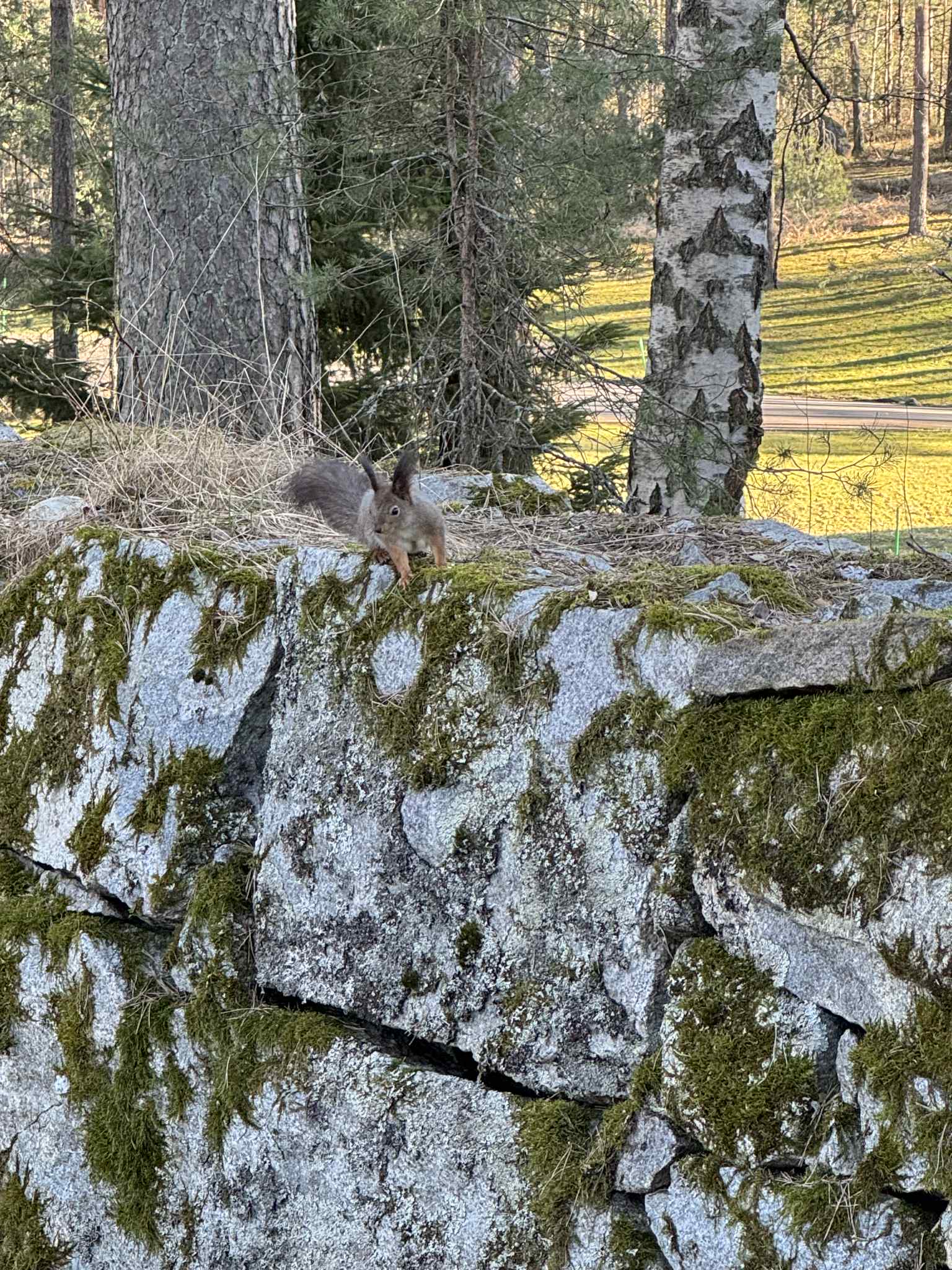 Orava hautausmaalla