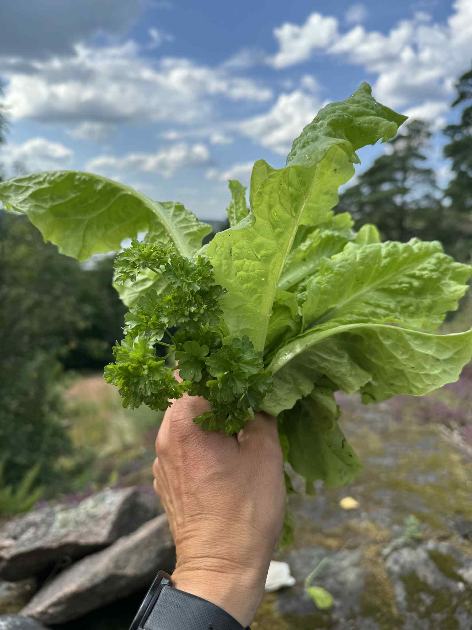salaatti ja persilja kädessä